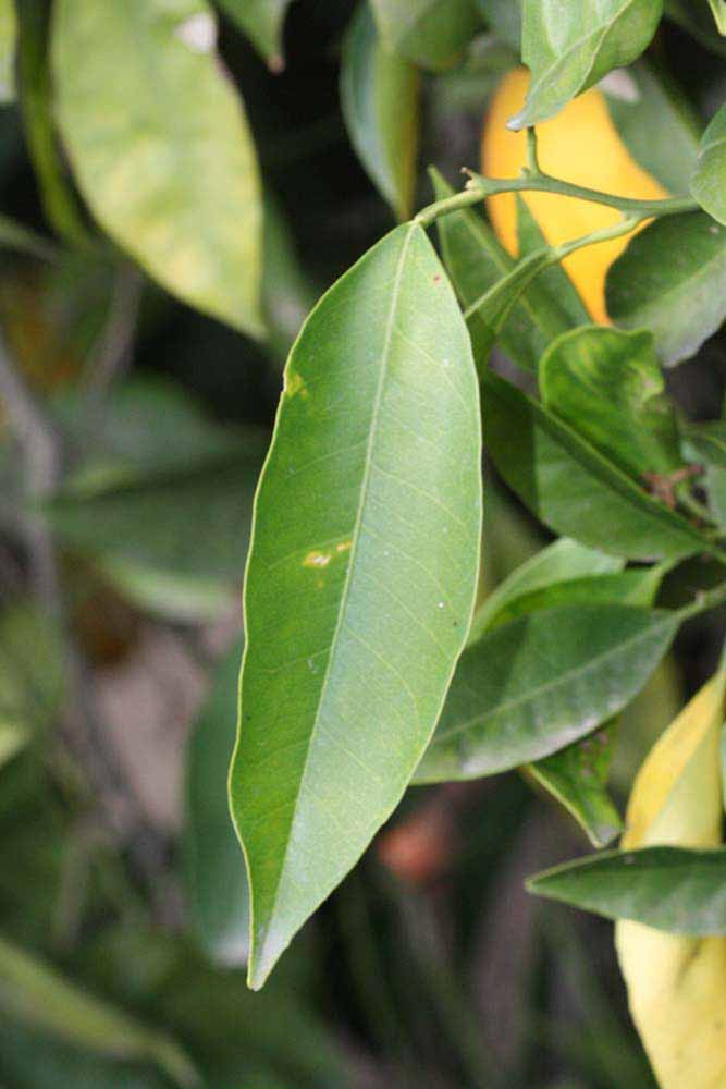              Unifoliolate leaf (Riverside, CA)       